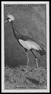 5 Crowned Crane